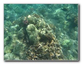 Waialea-Bay-Beach-69-Snorkeling-Kamuela-Big-Island-Hawaii-019
