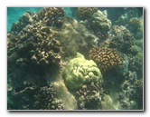 Waialea-Bay-Beach-69-Snorkeling-Kamuela-Big-Island-Hawaii-021