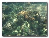Waialea-Bay-Beach-69-Snorkeling-Kamuela-Big-Island-Hawaii-023