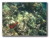 Waialea-Bay-Beach-69-Snorkeling-Kamuela-Big-Island-Hawaii-024