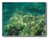 Waialea-Bay-Beach-69-Snorkeling-Kamuela-Big-Island-Hawaii-028