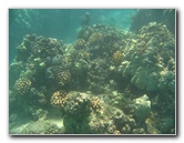 Waialea-Bay-Beach-69-Snorkeling-Kamuela-Big-Island-Hawaii-029