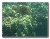 Waialea-Bay-Beach-69-Snorkeling-Kamuela-Big-Island-Hawaii-030