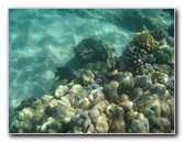 Waialea-Bay-Beach-69-Snorkeling-Kamuela-Big-Island-Hawaii-031
