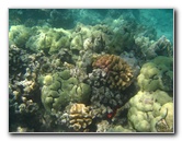Waialea-Bay-Beach-69-Snorkeling-Kamuela-Big-Island-Hawaii-035