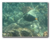 Waialea-Bay-Beach-69-Snorkeling-Kamuela-Big-Island-Hawaii-038