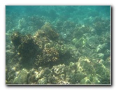 Waialea-Bay-Beach-69-Snorkeling-Kamuela-Big-Island-Hawaii-042
