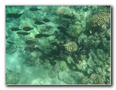 Waialea-Bay-Beach-69-Snorkeling-Kamuela-Big-Island-Hawaii-052