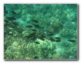 Waialea-Bay-Beach-69-Snorkeling-Kamuela-Big-Island-Hawaii-056
