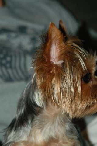 Yorkshire-Terrier-Pictures-06