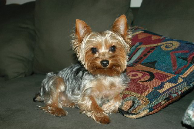 Yorkshire-Terrier-Pictures-07