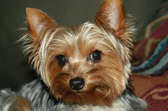 Yorkshire-Terrier-Pictures-08