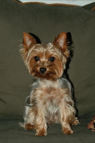 Yorkshire-Terrier-Pictures-11