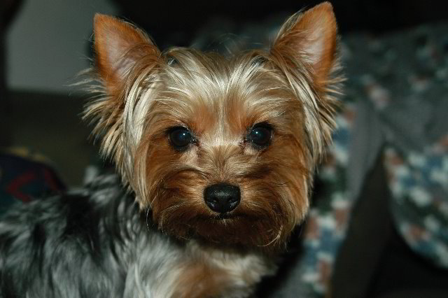 Yorkshire-Terrier-Pictures-12