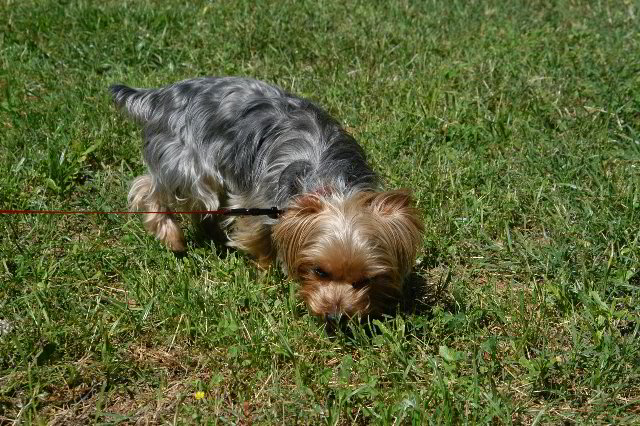 Yorkshire-Terrier-Pictures-21