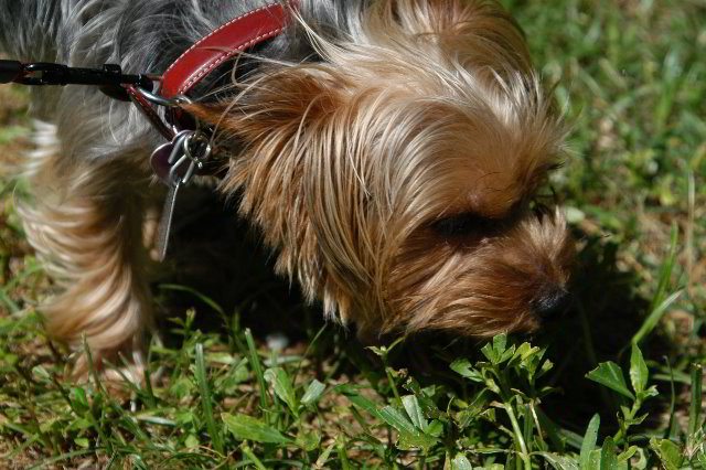 Yorkshire-Terrier-Pictures-22