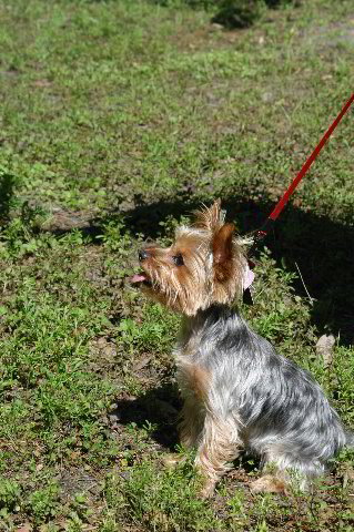 Yorkshire-Terrier-Pictures-27