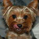 Yorkshire Terrier (AKA "Yorkie") Dog Pictures