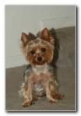 Yorkshire-Terrier-Pictures-01