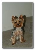 Yorkshire-Terrier-Pictures-02
