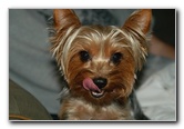 Yorkshire-Terrier-Pictures-03
