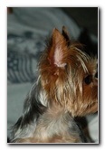 Yorkshire-Terrier-Pictures-06