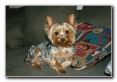 Yorkshire-Terrier-Pictures-07