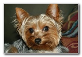 Yorkshire-Terrier-Pictures-08