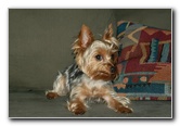 Yorkshire-Terrier-Pictures-09