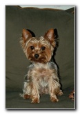 Yorkshire-Terrier-Pictures-11