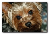 Yorkshire-Terrier-Pictures-13