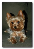 Yorkshire-Terrier-Pictures-14