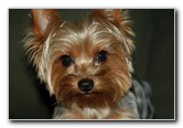Yorkshire-Terrier-Pictures-15