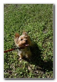 Yorkshire-Terrier-Pictures-23
