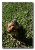 Yorkshire-Terrier-Pictures-24