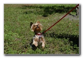 Yorkshire-Terrier-Pictures-26